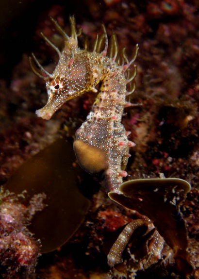 Hippocampus breviceps